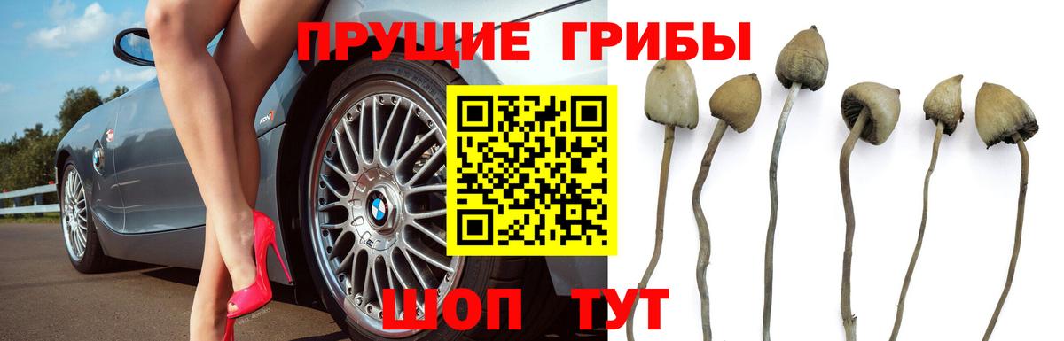 Галлюциногенные грибы GOLDEN TEACHER  Вход с VPN  Железногорск 